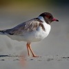 Kulik cernohlavy - Thinornis cucullatus - Hooded Plover o4810